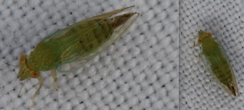 Spanioneura fonscolombii